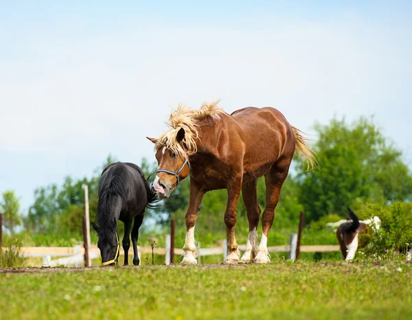 Belos cavalos na fazenda . — Fotografia de Stock