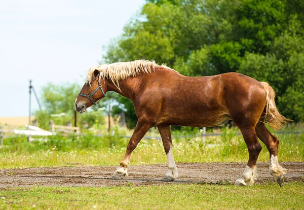 Belo cavalo na fazenda . — Fotografia de Stock