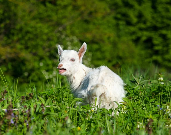 Lustiges weißes Ziegenbaby — Stockfoto