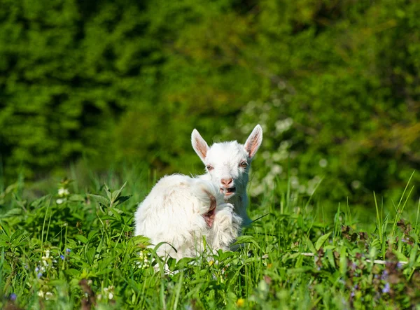 Bébé blanc drôle de chèvre — Photo