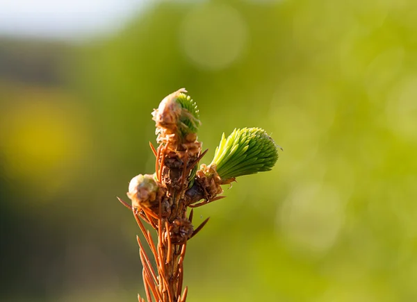 Pine tree branch — Stock Photo, Image