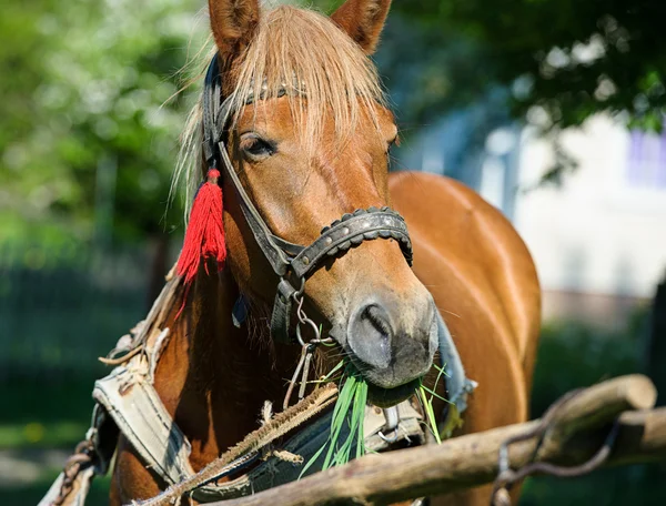 Beautiful Horse at farm. — Stock Photo, Image