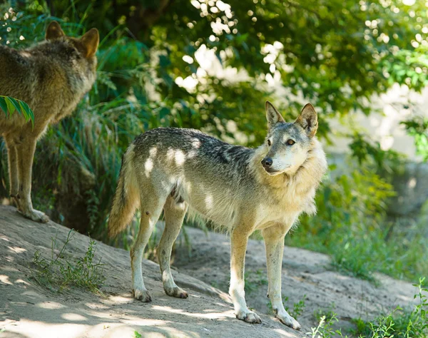 Grauer Wildwolf — Stockfoto