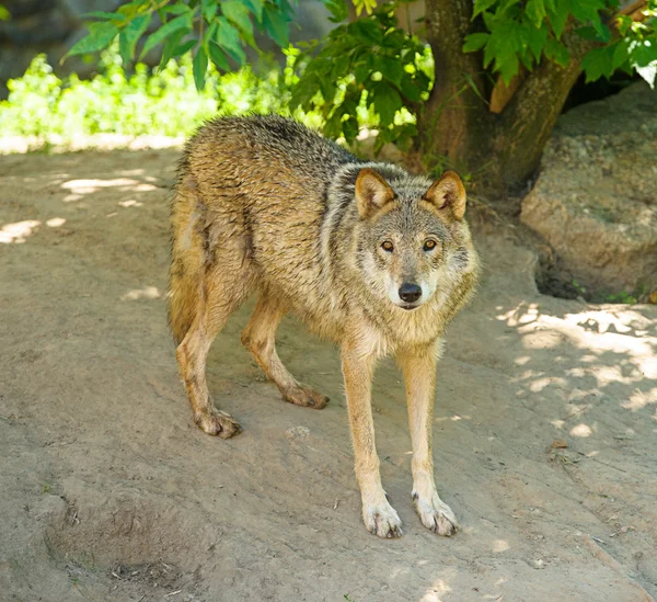 Szary dziki wilk — Zdjęcie stockowe