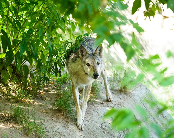 Grauer Wildwolf — Stockfoto