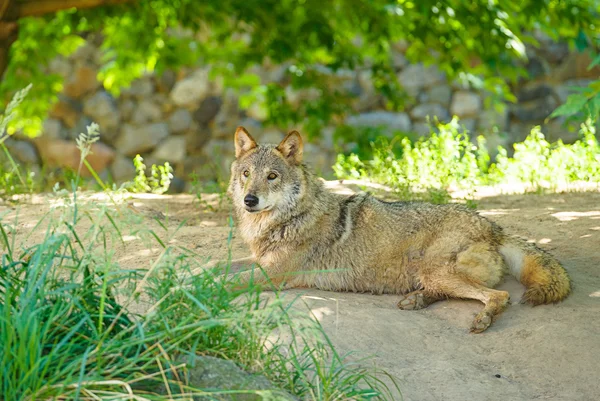 Lobo salvaje gris — Foto de Stock