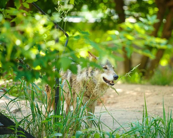 Grauer Wildwolf — Stockfoto