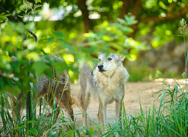 Grauer Wildwolf — Stockfoto