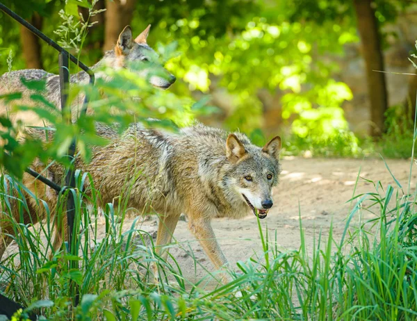 Lobo selvagem cinzento — Fotografia de Stock