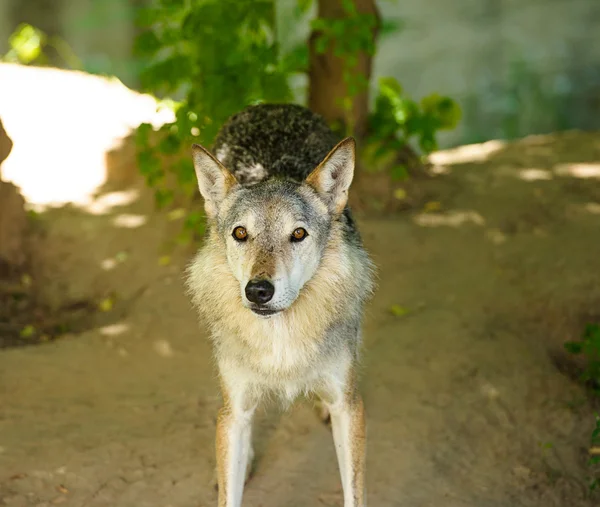 Grauer Wildwolf — Stockfoto