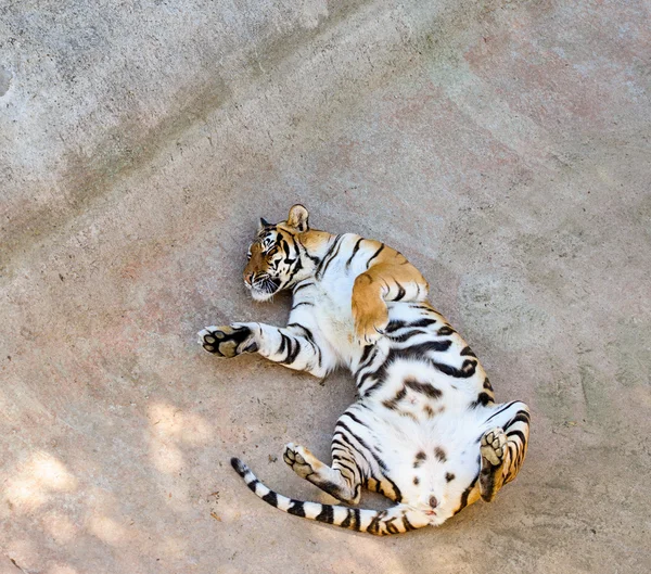 Schöner amur tiger — Stockfoto