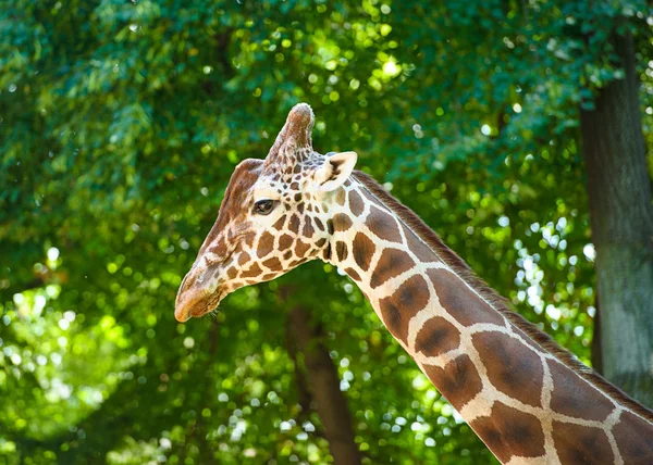 Vahşi Afrika zürafa — Stok fotoğraf