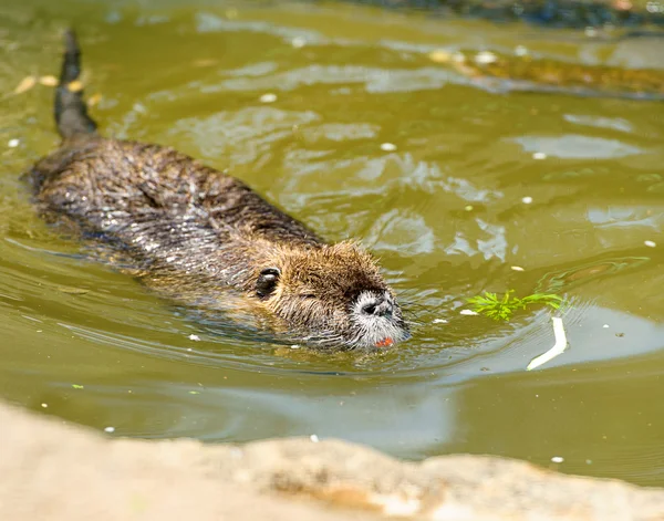 Retrato de bonito brincalhão nutria — Fotografia de Stock