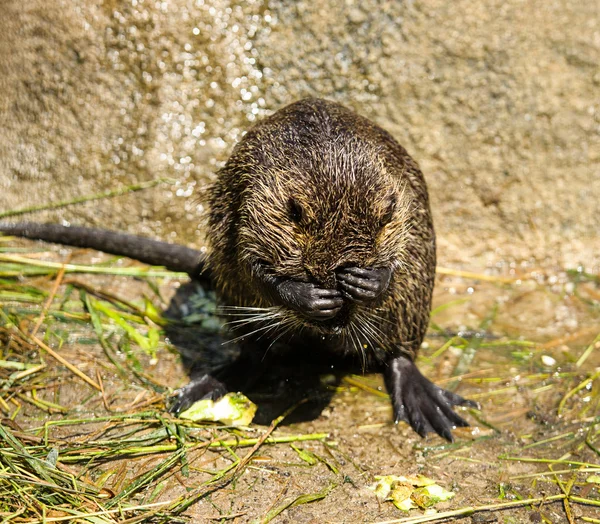 Söta lekfulla nutria — Stockfoto