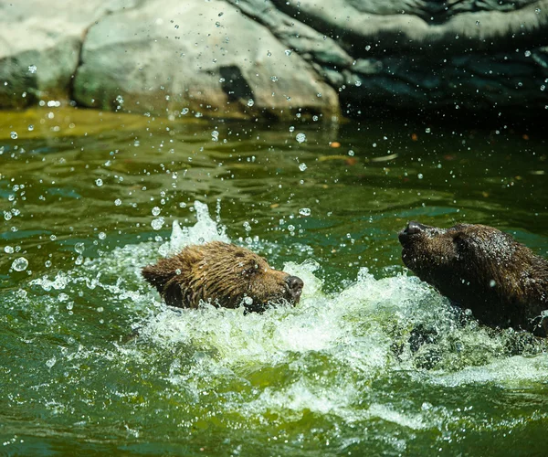 Braunbären im Wasser — Stockfoto