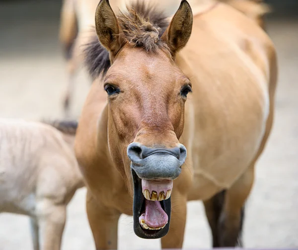 Szép vicces ló — Stock Fotó