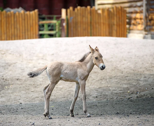 Beautiful Funny horse — Stock Photo, Image