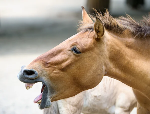 Bellissimo cavallo divertente — Foto Stock