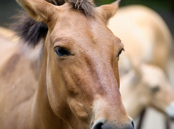 Kuda lucu yang indah — Stok Foto