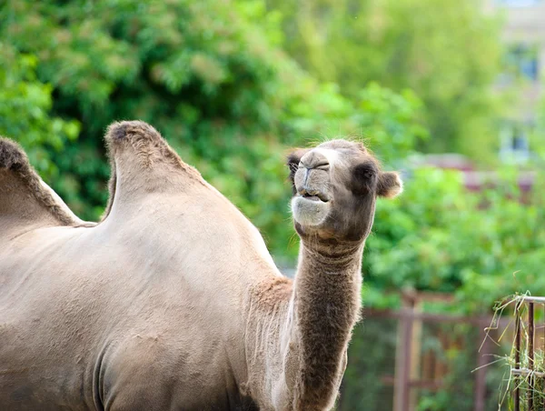 Arabische wild camel — Stockfoto