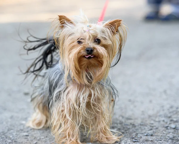 Fröhlicher lustiger Hund — Stockfoto