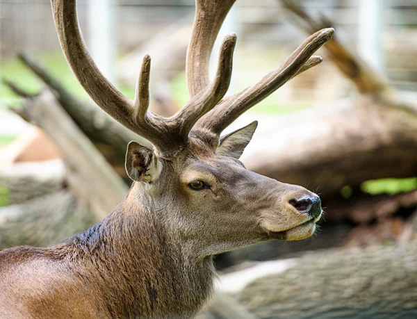 大きな野生の鹿 — ストック写真