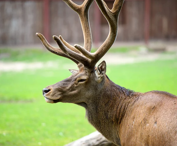 Grote wilde herten — Stockfoto