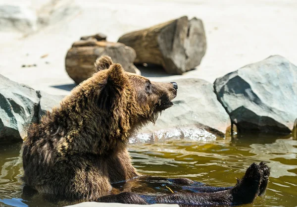 Ours brun assis dans l'eau — Photo