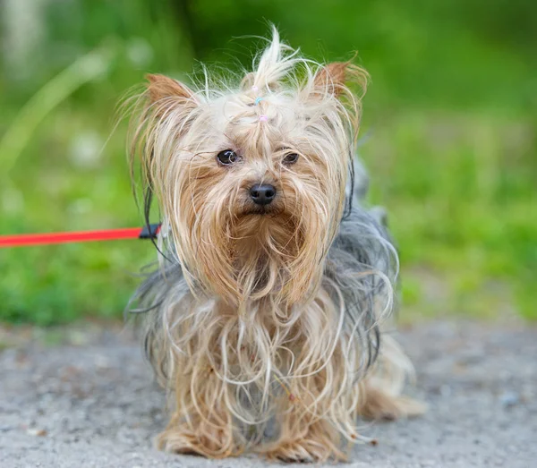 Erwachsener süßer Hund — Stockfoto