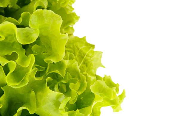 Grüner frischer Salat — Stockfoto