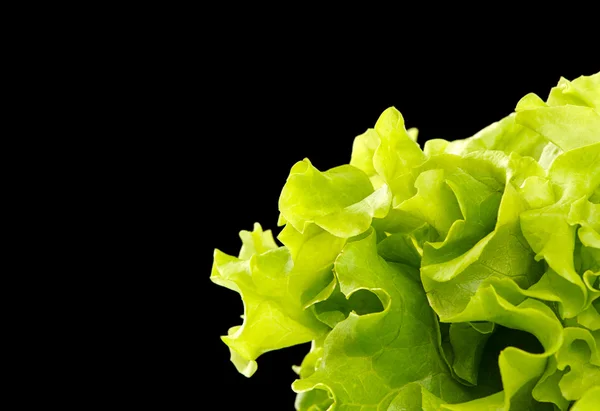 Fresh green salad — Stock Photo, Image