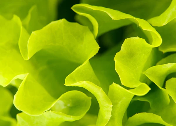 Groene salade in een tuin — Stockfoto