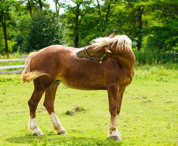 Cheval dans la prairie. Jour d'été — Photo