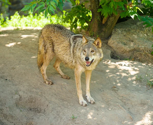 Gray wild Wolf Royalty Free Stock Photos