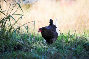 Güzel tavuk portresi