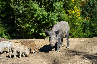 Yaban domuzları ormanda