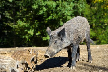 Yaban domuzları ormanda