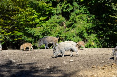Yaban domuzları ormanda