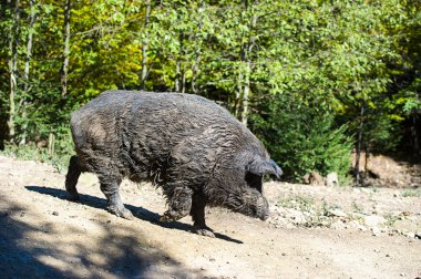 Ormanda yaban domuzu