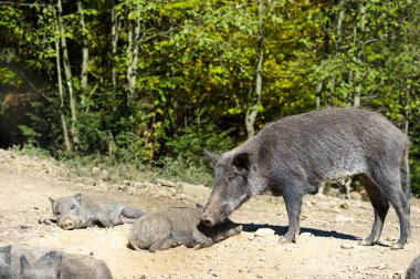 Yaban domuzları ormanda