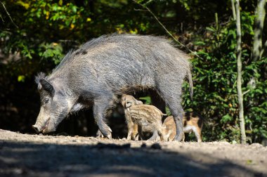 Yaban domuzları ormanda