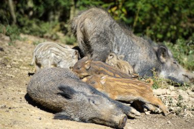 Yaban domuzları ormanda