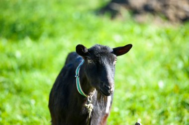 Keçi yeşil çimenlerin üzerinde