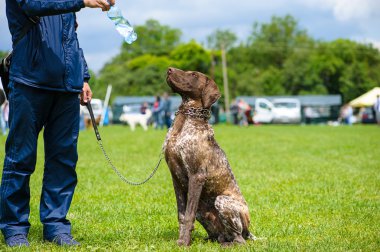 Çayır üzerinde komik köpek