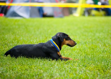 Çayır üzerinde komik köpek