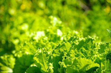 bir bahçede yeşil salata