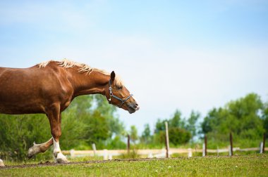 Dört nala koşan komik at