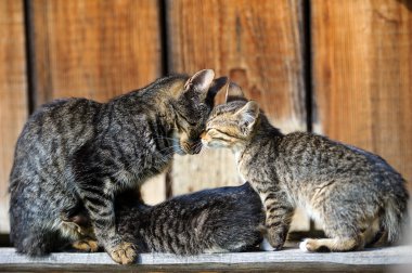 Çok güzel komik yavru kedi