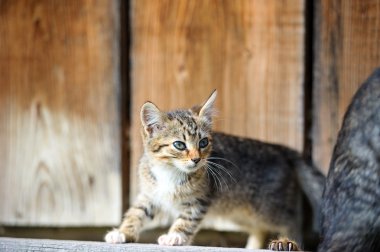 Çok güzel komik yavru kedi