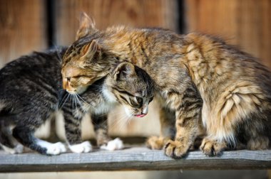 Komik kedi ve yavru kedi